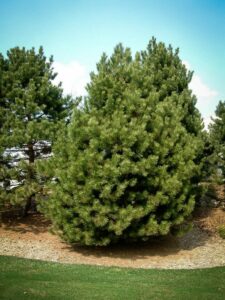 Сосна Чёрная (Pinus Nigra) купить по цене от 270.00р. в интернет-магазине «Посадика» с доставкой почтой в в Яхромае и по всей России – [изображение №1].