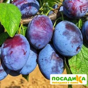 Слива Чачакская ранняя купить по цене от 229.00р. в интернет-магазине «Посадика» с доставкой почтой в в Яхромае и по всей России – [изображение №1].