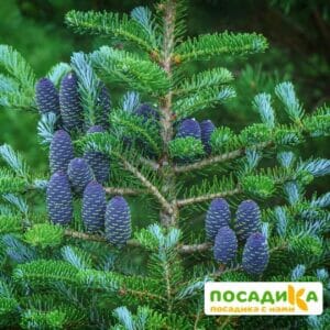 Пихта корейская (Abies koreana) купить по цене от 450.00р. в интернет-магазине «Посадика» с доставкой почтой в в Яхромае и по всей России – [изображение №1].