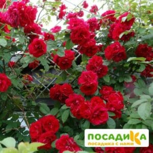 Роза плетистая Амадеус купить по цене от 399.00р. в интернет-магазине «Посадика» с доставкой почтой в в Яхромае и по всей России – [изображение №1].