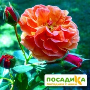 Роза Арабия купить по цене от 350.00р. в интернет-магазине «Посадика» с доставкой почтой в в Яхромае и по всей России – [изображение №1].