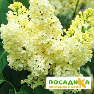 Сирень Примроуз (Primrose) купить по цене от 529.00р. в интернет-магазине «Посадика» с доставкой почтой в в Яхромае и по всей России – [изображение №1].