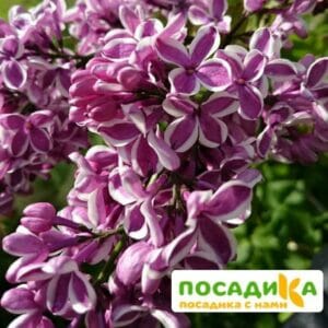 Сирень Сенсация купить по цене от 529.00р. в интернет-магазине «Посадика» с доставкой почтой в в Яхромае и по всей России – [изображение №1].