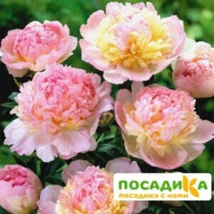 Пион Распберри Сандей (Paeonia Raspberry Sundae) купить по цене от 959р. в интернет-магазине «Посадика» с доставкой почтой в в Яхромае и по всей России – [изображение №1].