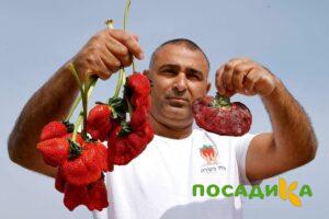 Клубника Гигант Джорнея купить по цене от 266р. в интернет-магазине «Посадика» с доставкой почтой в в Яхромае и по всей России – [изображение №1].