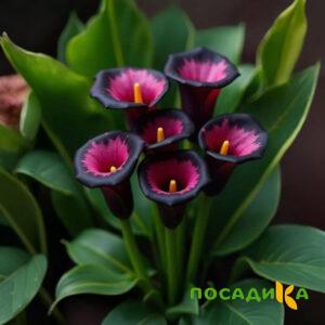 Калла Аура Лейс купить по цене от 400р. в интернет-магазине «Посадика» с доставкой почтой в в Яхромае и по всей России – [изображение №1].