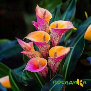 Калла Оникс купить по цене от 450р. в интернет-магазине «Посадика» с доставкой почтой в в Яхромае и по всей России – [изображение №1].