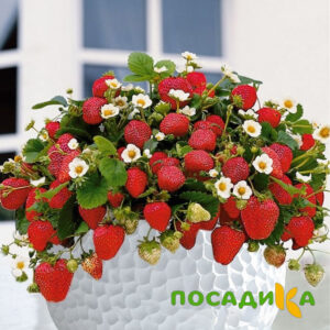 Клубника Рубиновый Шепот (горшечная) купить по цене от 240р. в интернет-магазине «Посадика» с доставкой почтой в в Яхромае и по всей России – [изображение №1].