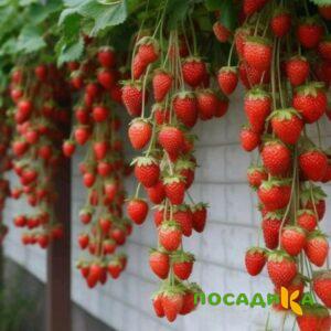 Клубника вьющаяся Комплимент купить по цене от 470р. в интернет-магазине «Посадика» с доставкой почтой в в Яхромае и по всей России – [изображение №1].