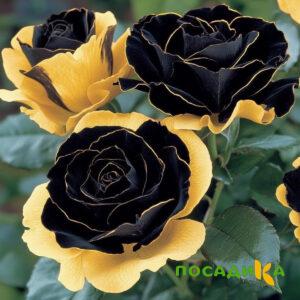 Роза Ханни Сикл купить по цене от 700р. в интернет-магазине «Посадика» с доставкой почтой в в Яхромае и по всей России – [изображение №1].