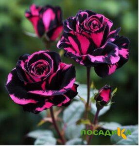 Роза Багровый Шепот купить по цене от 366р. в интернет-магазине «Посадика» с доставкой почтой в в Яхромае и по всей России – [изображение №1].