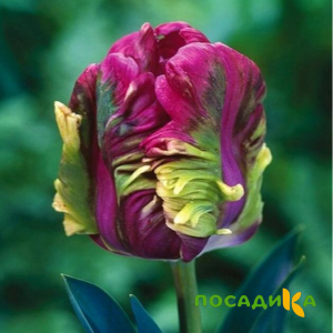 Тюльпан Экзотик Хэвен купить по цене от 186р. в интернет-магазине «Посадика» с доставкой почтой в в Яхромае и по всей России – [изображение №1].