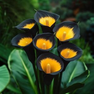 Калла Легато купить по цене от 620р. в интернет-магазине «Посадика» с доставкой почтой в в Яхромае и по всей России – [изображение №1].