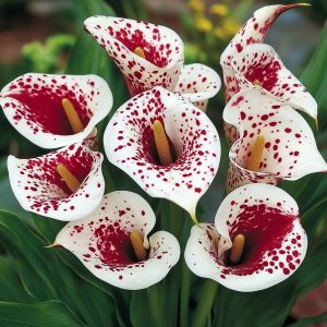 Калла Эмпайр купить по цене от 302р. в интернет-магазине «Посадика» с доставкой почтой в в Яхромае и по всей России – [изображение №1].