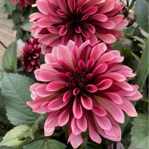 Георгин Перли Сансет купить по цене от 309р. в интернет-магазине «Посадика» с доставкой почтой в в Яхромае и по всей России – [изображение №1].