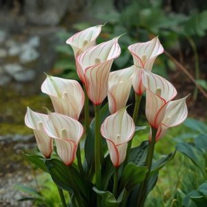 Калла Глейшер купить по цене от 299р. в интернет-магазине «Посадика» с доставкой почтой в в Яхромае и по всей России – [изображение №1].