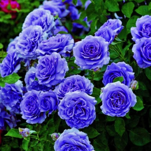 Роза Блю Мун купить по цене от 450р. в интернет-магазине «Посадика» с доставкой почтой в в Яхромае и по всей России – [изображение №1].