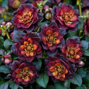 Морозник Сноу Дроп купить по цене от 348р. в интернет-магазине «Посадика» с доставкой почтой в в Яхромае и по всей России – [изображение №1].