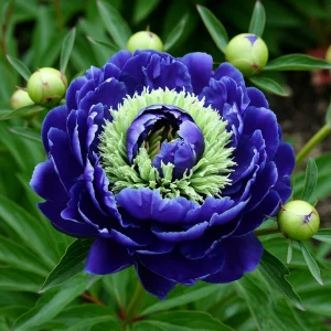 Пион Дримвивер купить по цене от 417р. в интернет-магазине «Посадика» с доставкой почтой в в Яхромае и по всей России – [изображение №1].