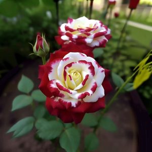 Роза Роял Глом купить по цене от 401р. в интернет-магазине «Посадика» с доставкой почтой в в Яхромае и по всей России – [изображение №1].